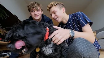 Kæledyr og allergi - Afsnit 1