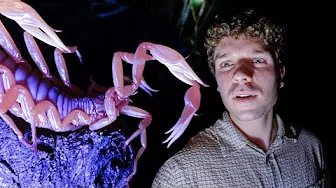 På safari om natten i Thailand