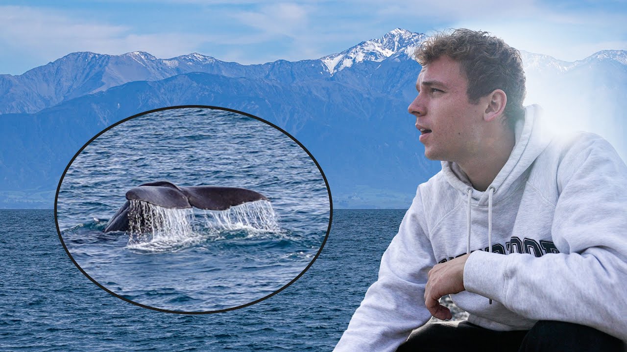 SER HVALER I NEW ZEALAND