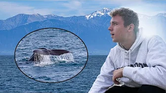 SER HVALER I NEW ZEALAND