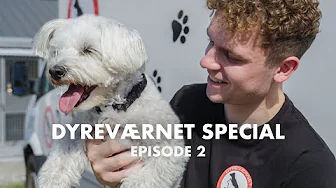 Hvad kan jeg blive? Dyreværnet Special Ep. 2
