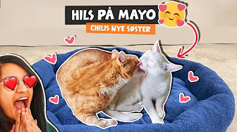 Mød Mayo vores nye kat ❤
