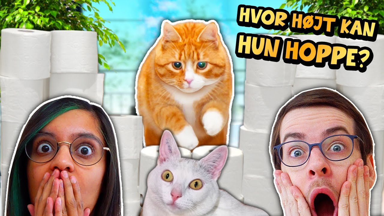 Hvor højt kan vores kat hoppe SOM VOKSEN?