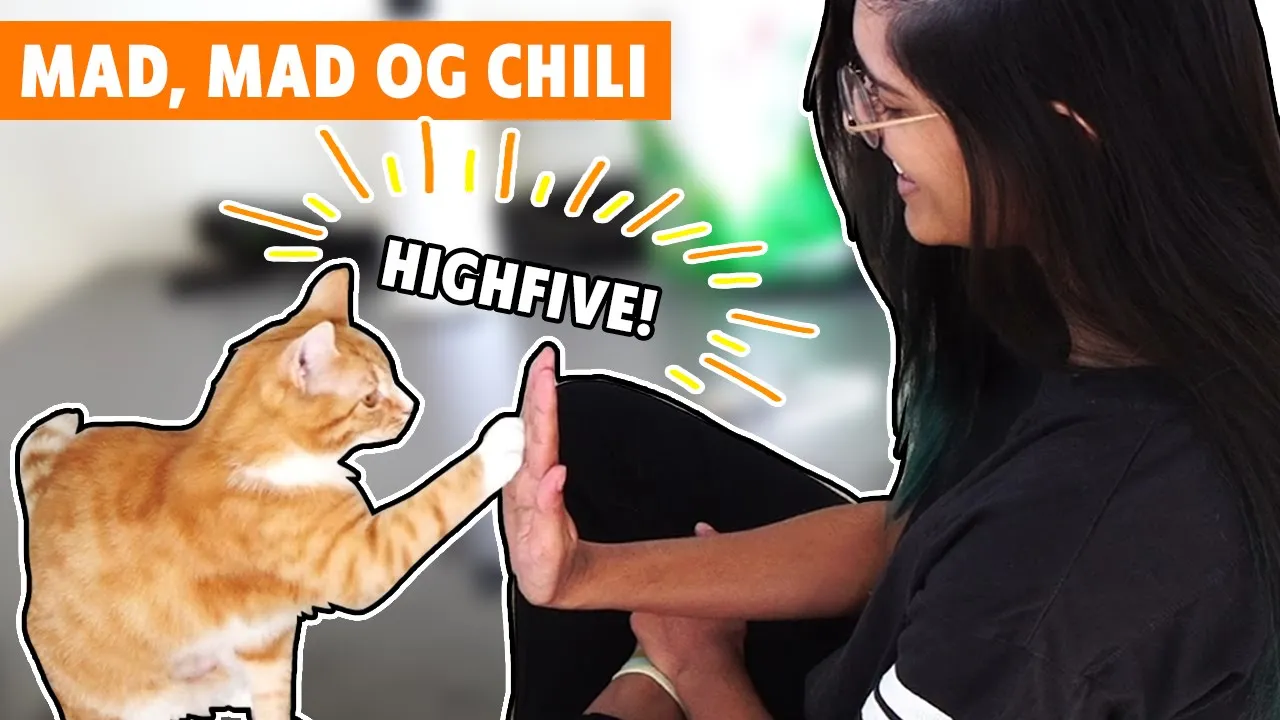 En dag i karantæne med Robin, Samrita og Chili 🌶