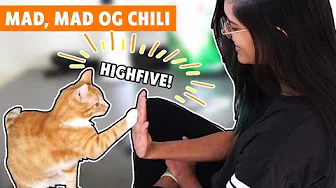 En dag i karantæne med Robin, Samrita og Chili 🌶