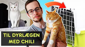 Chili skal til dyrlæge... HUN HADER DET