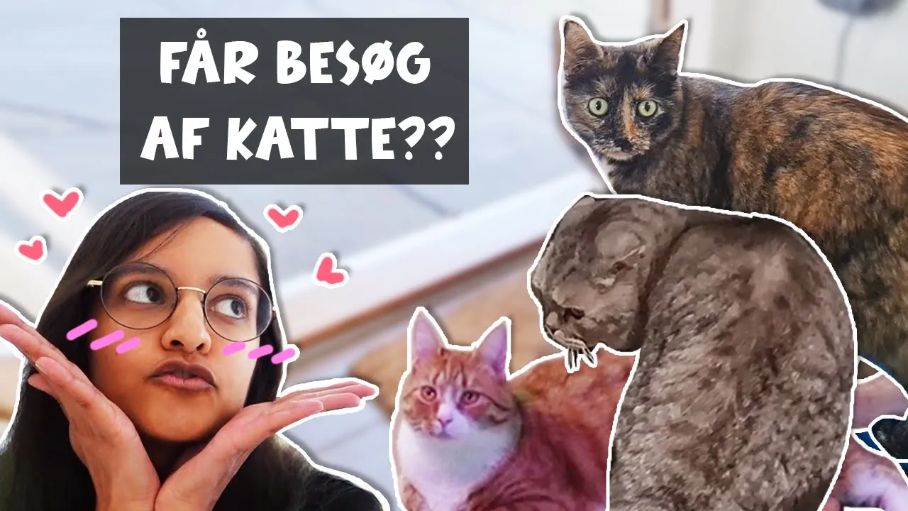 Chili får gæster | Projekt Nørdehjem #5