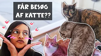 Chili får gæster | Projekt Nørdehjem #5