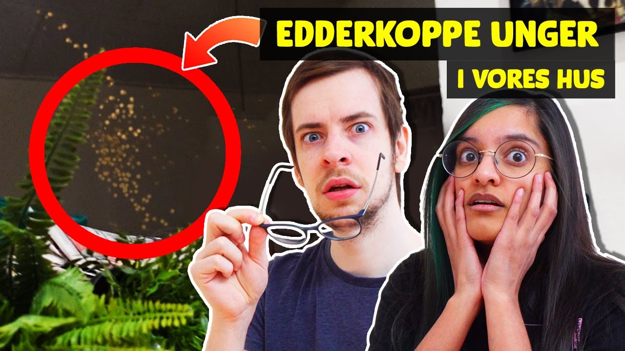 Vi har et edderkoppe problem I HUSET 🕷🏡 | Projekt Nørdehjem #12