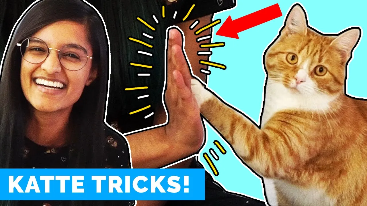 Sådan lærte jeg Chili at highfive mig! (DU KAN OGSÅ!)