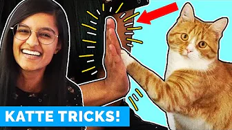 Sådan lærte jeg Chili at highfive mig! (DU KAN OGSÅ!)