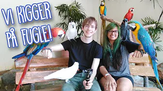 VI KIGGER PÅ FUGLE - På ferie i Malaysia