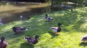 Ænder, ænder, ænder V2!!