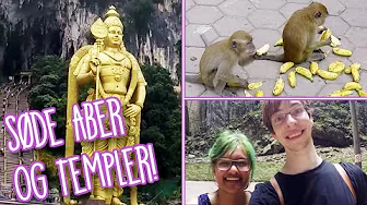 SØDE ABER OG TEMPLER - På ferie i Malaysia