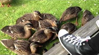 Ænder, ænder, ænder!! (Med Robin og Samrita)