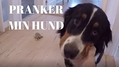 Jeg Pranker Min Hund