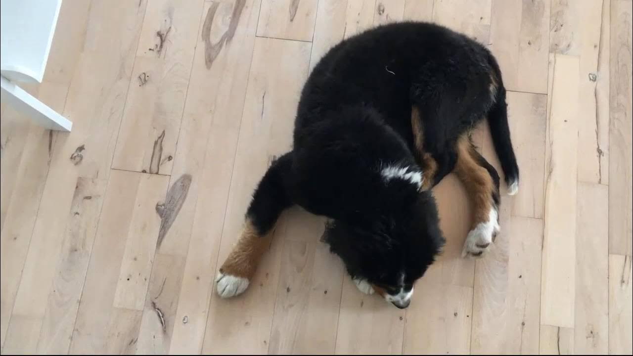 Unboxing af ting - Hund