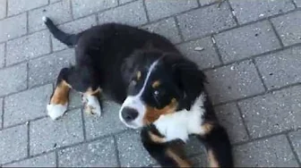 Unboxing af ting - Hund