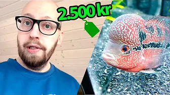 Fisk til 2.500 kr. var ved at dø