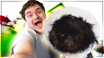 LEVER SOM MIN HUND I 24 TIMER