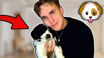 VI HENTER VORES NYE HUNDEHVALP!