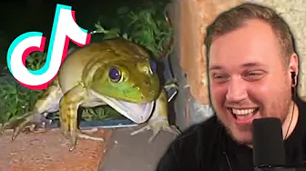 MEMES der gør din FRØ TikTok KENDT!