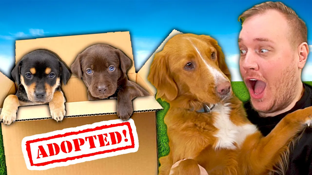 Jeg REDDER de *SØDESTE* HUNDE i Animal Shelter Simulator