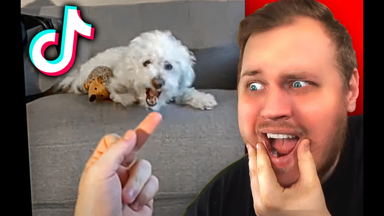 MEMES din HUND IKKE må SE!