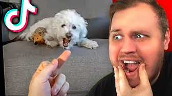 MEMES din HUND IKKE må SE!