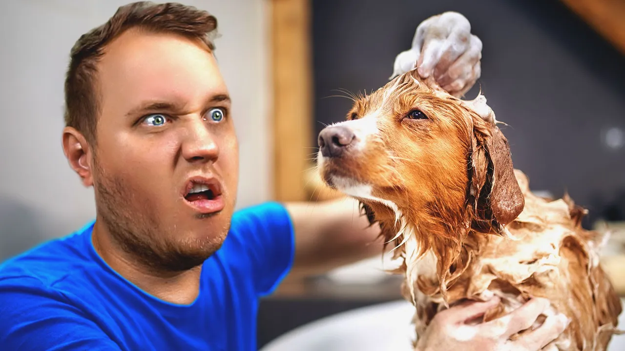 Hvordan bliver HUNDE så BESKIDTE?! i Animal Shelter Simulator