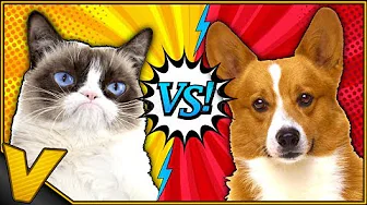 DEN SURESTE KAT I BYEN?! :: Cats vs. Corgis Dansk