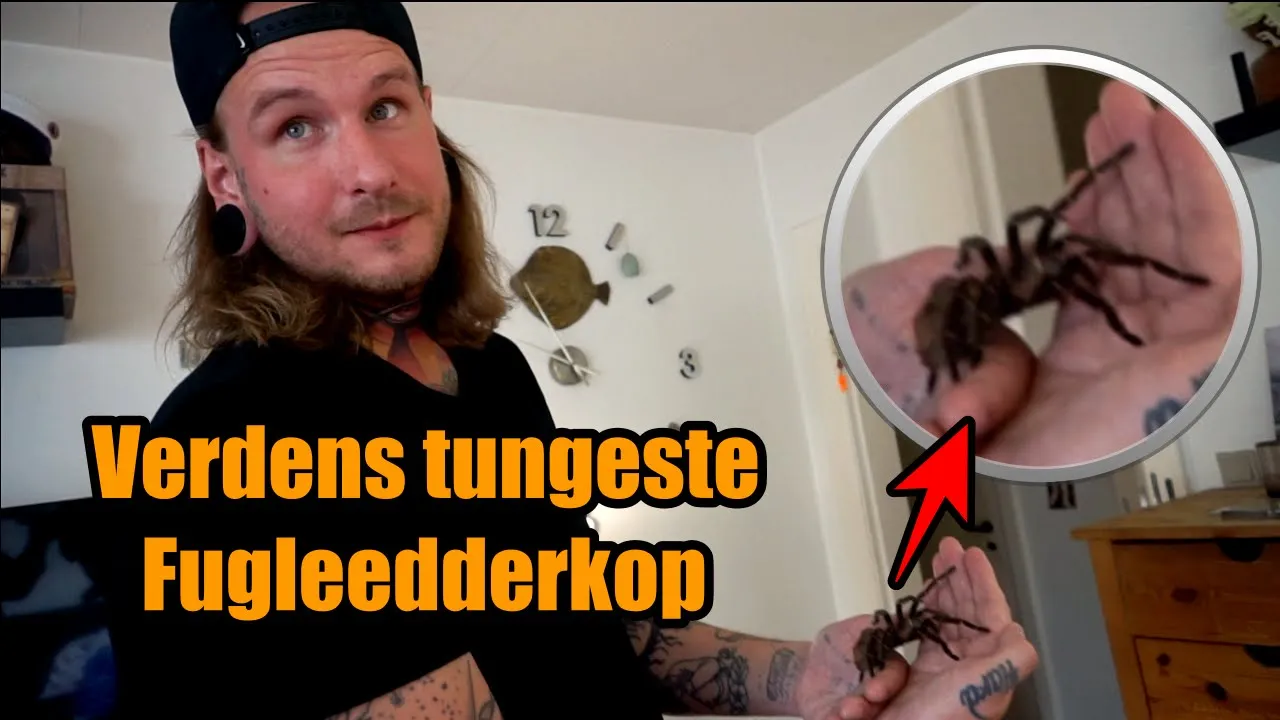 Møder verdens tungeste fugleedderkop !