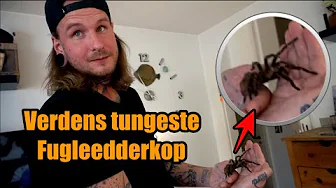 Møder verdens tungeste fugleedderkop !